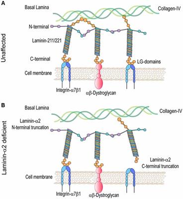 Laminin and Integrin in LAMA2-Related Congenital Muscular Dystrophy: From Disease to Therapeutics